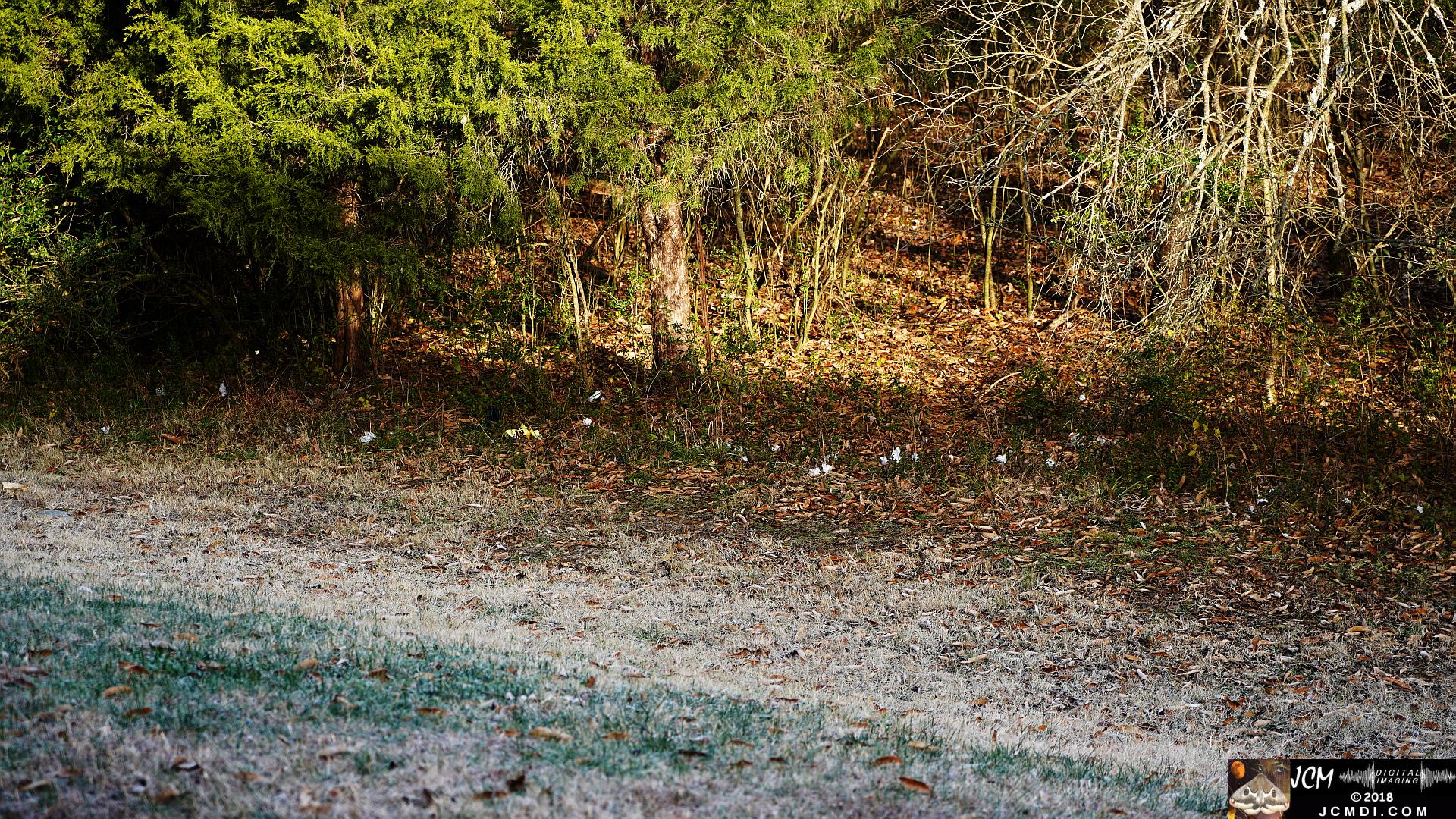 Ice Flowers at Old Hickory Lake, TN